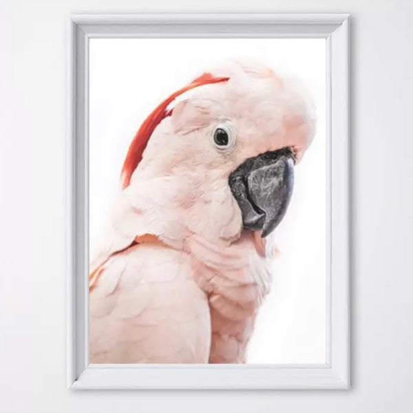 Pink Cockatoo Canvas Print